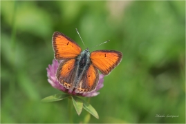 <p>OHNIVÁČEK MODROLEMÝ (Lycaena hippothoe) Slovensko - Vysoké Tatry ---- /Purple-edged copper - Lilagold-Feuerfalter/</p>